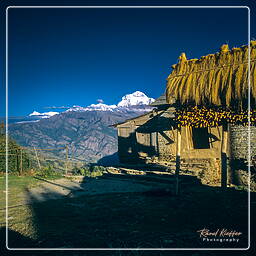 Chitre, Annapurna circuit (279)