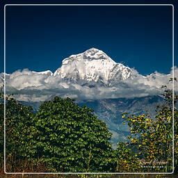 Tour des Annapurnas (283) Dhaulagiri (8 167 m)