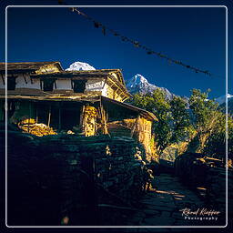 Tour des Annapurnas (294) Ghandruk