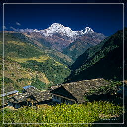 Tour des Annapurnas (295) Ghandruk