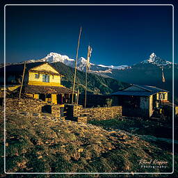 Dhampus, Annapurna circuit (306)