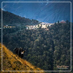 Tengboche (3,860 m), Khumbu (290)