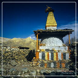 Gemi, Mustang (65)