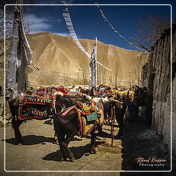 Tramar, Mustang (83)