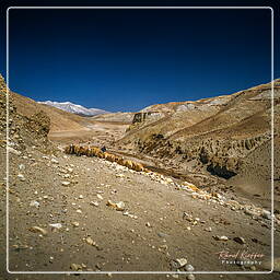 Mustang (101) Tsarang