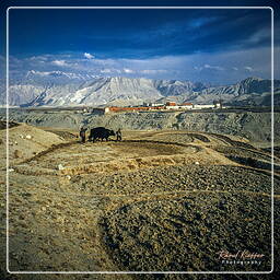 Lo Manthang, Mustang (135)