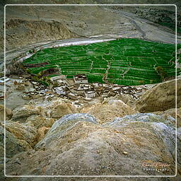 Dri, Mustang (174)