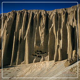 Yara, Mustang (198)