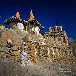 Tangya, Mustang (219)