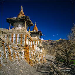 Tangya, Mustang (222)