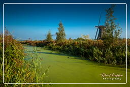 Kinderdijk (20) Molinos de viento