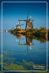 Kinderdijk (30) Molinos de viento