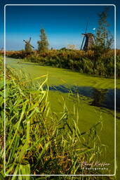 Kinderdijk (50) Moulins à vent