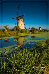 Kinderdijk (61) Moulins à vent