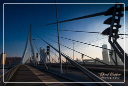 Erasmus bridge, Rotterdam (158)