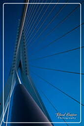 Erasmus bridge, Rotterdam (164)
