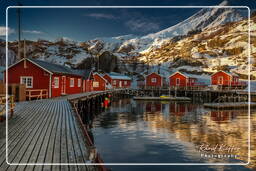 Nusfjord (Lofoten) (430)