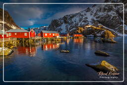 Nusfjord (Lofoten) (520)