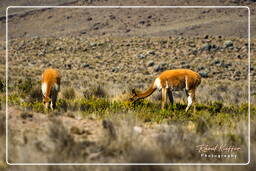 Altiplano (22) Guanacos