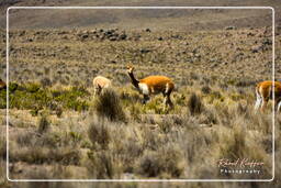 Altiplano (28) Guanacos