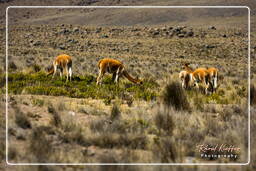 Altiplano (33) Guanacos