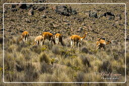 Altiplano (39) Guanacos