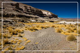 Altiplano (66)