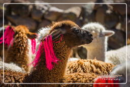 Alpacas, Altiplano (114)