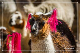 Alpacas, Altiplano (118)
