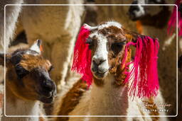 Alpacas, Altiplano (119)