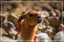 Alpacas, Altiplano (121)