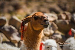 Altiplano (121) Alpacas