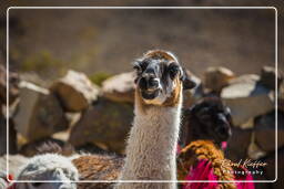 Alpacas, Altiplano (122)