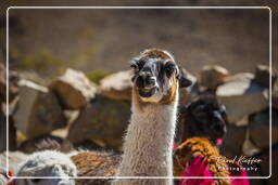 Altiplano (122) Alpacas