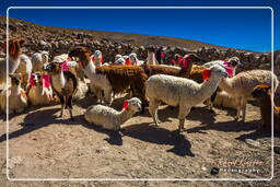 Altiplano (123) Alpacas