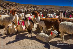 Alpacas, Altiplano (124)