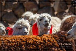 Altiplano (128) Alpacas