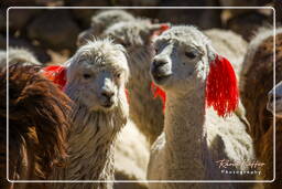 Alpacas, Altiplano (130)