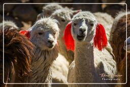 Altiplano (131) Alpacas