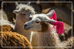 Altiplano (132) Alpacas