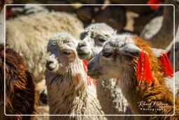 Alpacas, Altiplano (133)