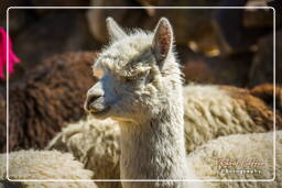 Alpacas, Altiplano (135)