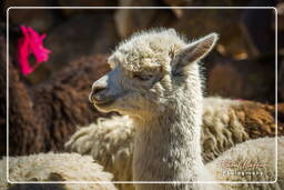 Alpacas, Altiplano (136)