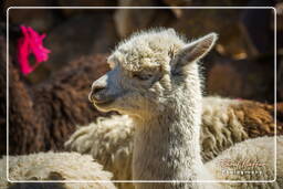 Altiplano (136) Alpacas