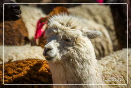 Altiplano (137) Alpacas