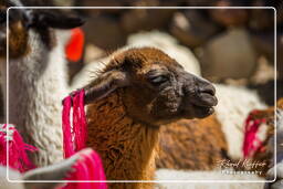 Alpacas, Altiplano (138)