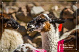 Alpacas, Altiplano (139)