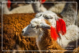 Altiplano (140) Alpacas