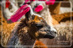 Alpacas, Altiplano (141)