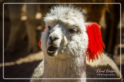 Alpacas, Altiplano (142)